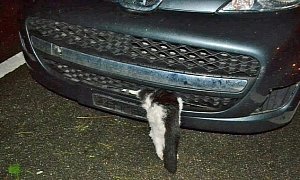 Lucky Cat Survives 70 MPH Car Crash in Switzerland