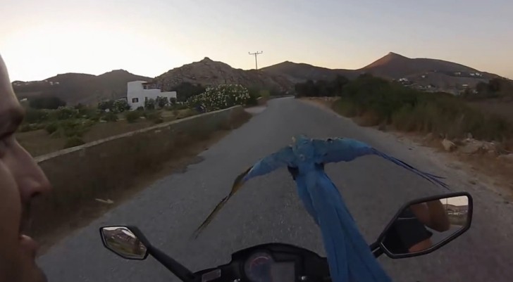Blue and gold Macaw racing a scooter