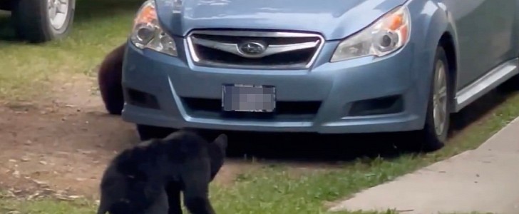 Mother bear came together with two cubs