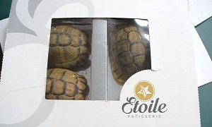 Man Caught Trying to Smuggle Tortoises as Chocolate Into German Airport