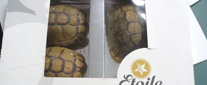 Live tortoise recovered at Berlin airport, after man tried to smuggle them in as chocolate