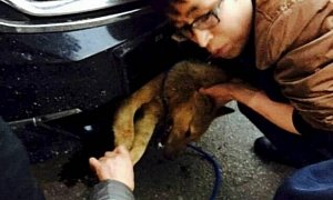 Man Drives 248 Miles with Stray Dog Stranded in the Car’s Bumper, the Puppy Survives