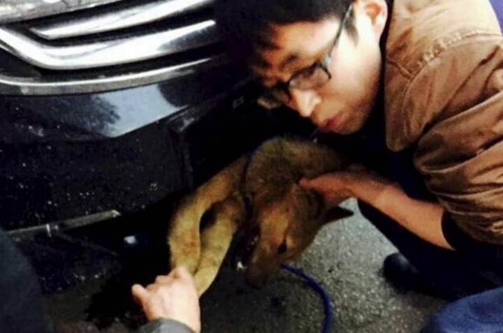 Man Drives 248 Miles with Stray Dog Stranded in the Car’s Bumper, the Puppy Survives 