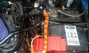 Man Drives Around With Snake Under Car Hood for 3 Days