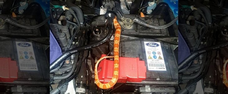 Snake finds its way under car hood, stays put for 3 entire days
