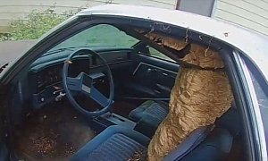 Ohio Man Finds Huge European Hornets’ Nest in Old Chevy El Camino