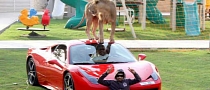 Man Puts Lion on Ferrari 458. Can You Guess Where?