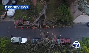 Massive, 350-Year-Old Oak Tree Snaps, Crushes 7 Cars in California