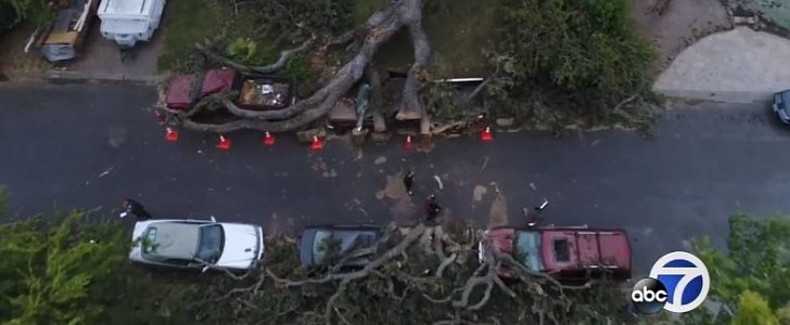 Heritage oak tree snaps, crushes 7 cars in Pleasant Hill, California
