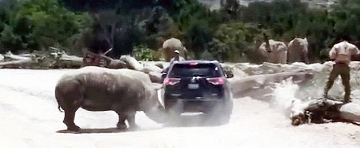 Rhino attacks SUV to impress female in heat at Mexico safari park