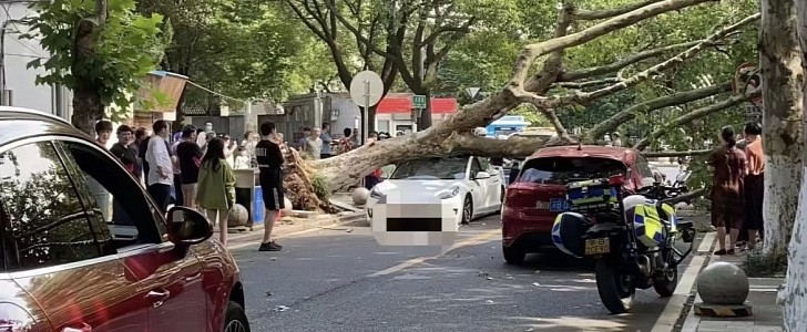 Massive tree falls onto Tesla Model 3 glass roof, driver walks away uninjured