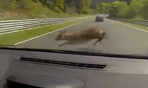 Megane RS Smashes into Deer at 180 KM/H