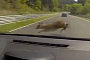 Megane RS Smashes into Deer at 180 KM/H