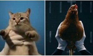 Mercedes Chickens Inspire Cat Response Video from Lada