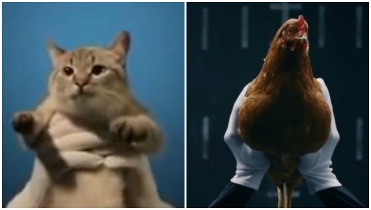 Mercedes Chickens Inspire Cat Response Video from Lada