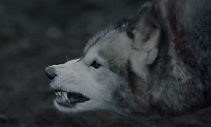 Mercedes CLA TV Promo: Untamed Wolf Spirit