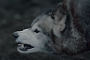 Mercedes CLA TV Promo: Untamed Wolf Spirit
