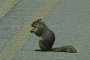 Michigan Woman Tries to Save Squirrel, Hits Parked Car, Then Flips Hers