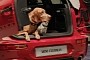 MINI Opens Its Doors to Pooches, Becomes the First Dog-Friendly Car Retailer