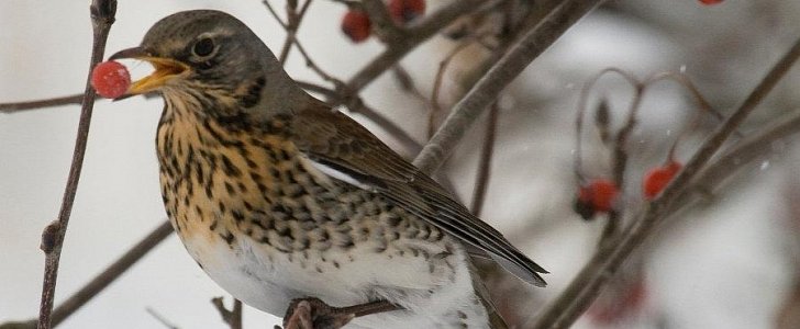 Birds eating fermented berries and getting drunk are disrupting traffic in Minnesota