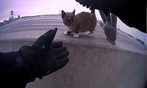 Missouri Cop Stops Traffic to Save Kitty Stranded on Highway Median