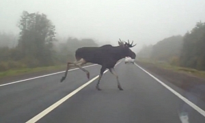 Moose Crosses the Road in Russia, Without Looking