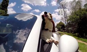 Moose the Basset Hound Loves Riding in His Owner's Porsche