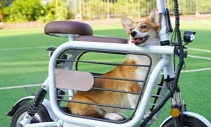 Mopet Is the Cutest, Very Convenient Moped for the City Commuter and a Furry Friend