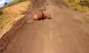More Motorcycle versus Cow Action –Video
