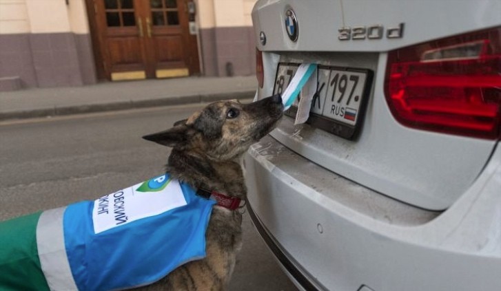 Moscow Police Dogs Take Scraps Off Number Plates, as Drivers Try To Get Away with Bad Parking