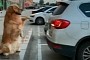 Most Reliable Parking Sensor Is Also the Cutest, Not What You Expect