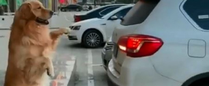 Golden Retriever helps his human park a car, is best and most adorable parking sensor