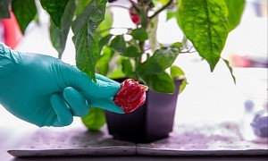 NASA Astronauts Are Growing Chili Peppers in Space Now