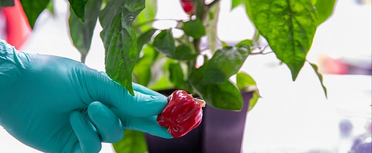 NASA will grow chili peppers on the ISS for the next four months