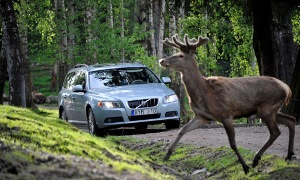 New Volvo Technology to Help Avoid Collision With Wild Animals