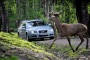 New Volvo Technology to Help Avoid Collision With Wild Animals