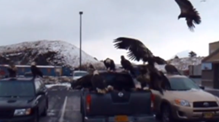 'Merican Eagles destroy toyota pickup