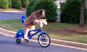 Norman the Dog Rides a Bike