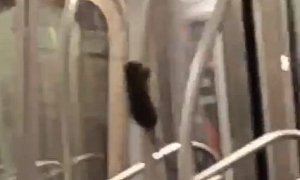NYC Subway Pole-Dancing Rat is Here to Entertain