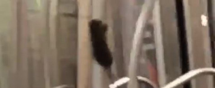 Pole-dancing rat caught in action on the NYC subway