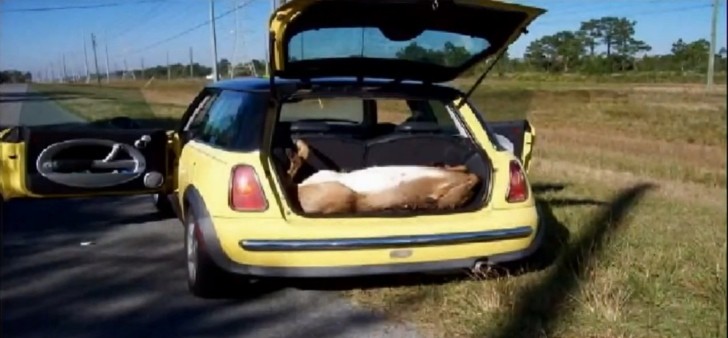 MINI Cooper Hardtop with a deer in the trunk