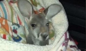 Ohio Cop Finds Baby Kangaroo in The Back Seat During Traffic Stop