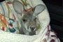 Ohio Cop Finds Baby Kangaroo in The Back Seat During Traffic Stop