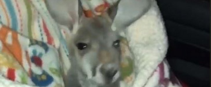 Ohio police officer finds a kangaroo in the back seat of a car during routine traffic stop