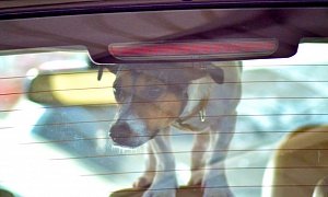 Ohio Man Cited For Criminal Damaging After Breaking Into Hot Car to Save Dogs