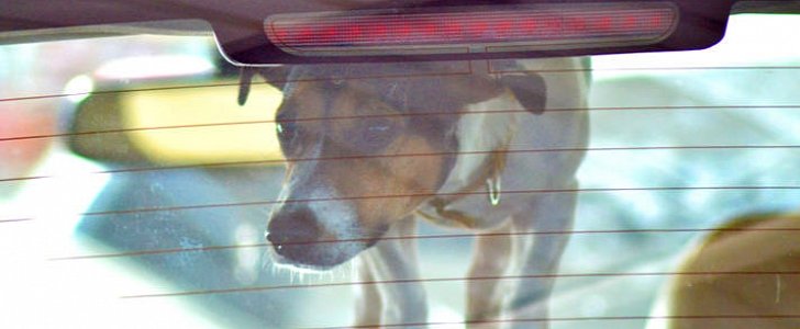 Legally, you can break into someone's car to save a distressed dog and not face repercussions