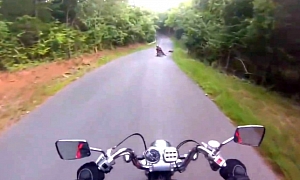 One More Bike vs Deer Crash