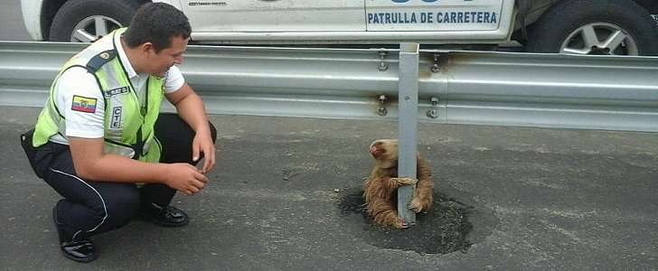 Ecuador highway police rescue a sloth
