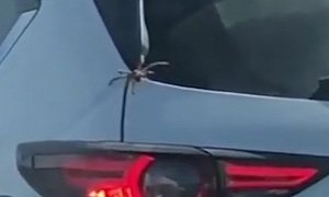 Only in Australia: Giant Spider Hitches a Ride in Mazda CX-5