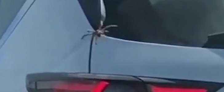 Giant spider crawls in the trunk of Mazda CX-5 in Australia